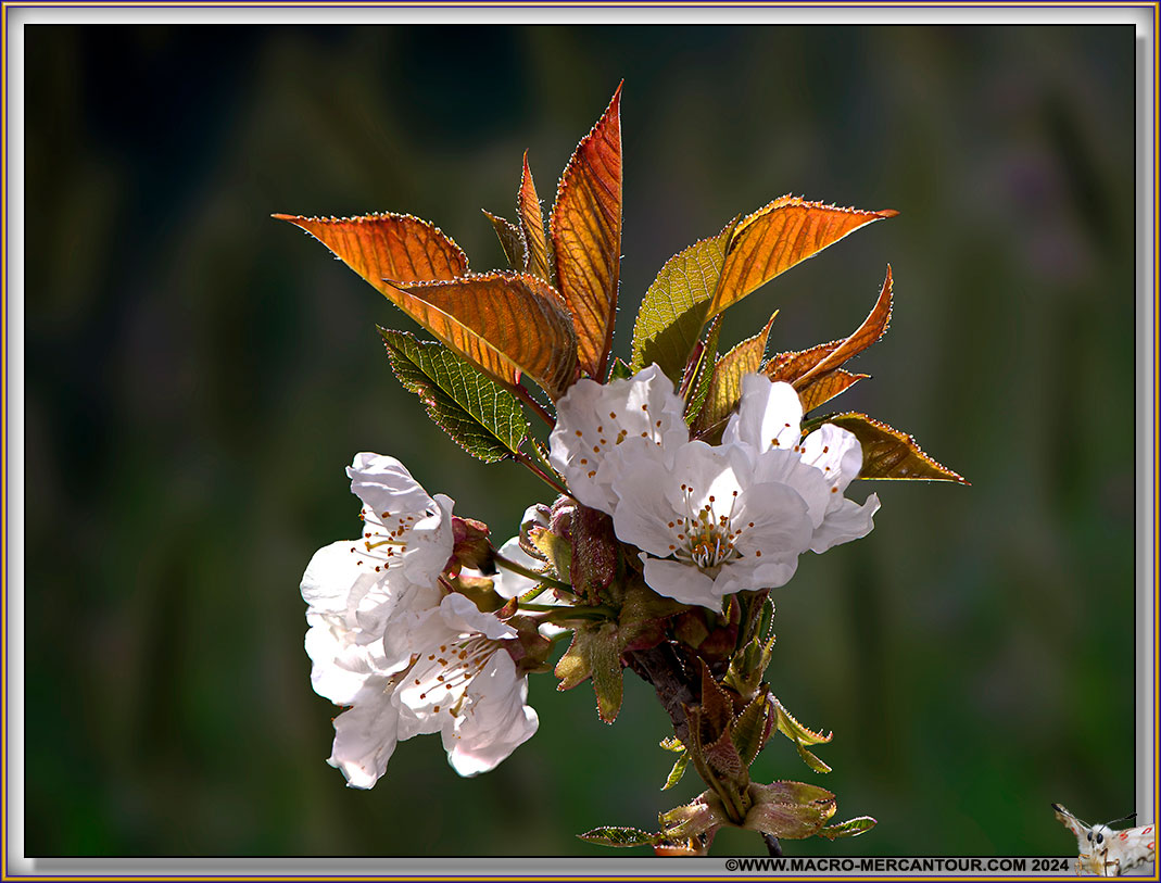 04-CERISIER-15-02060-HF-D-copie